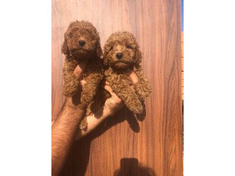 A kalite toy poodle yavrularım