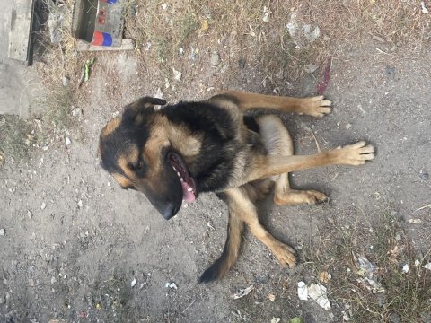 Oyuncu gecemiz alman kurdu