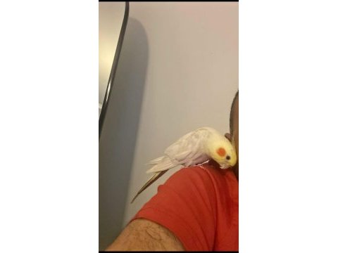 Konuşan sultan papağanı lutino