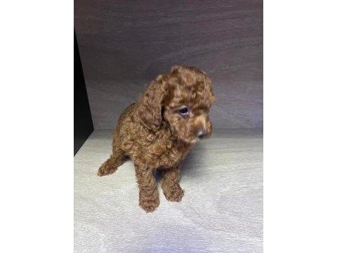 Kore 56 günlük toy poodle dişi ve erkek yuva arıyor