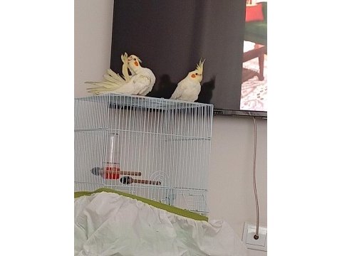 4 aylık lutino sultan papağanları ele alışkın