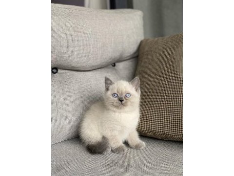 Brıtısh shorthair blue point yavrularım 
