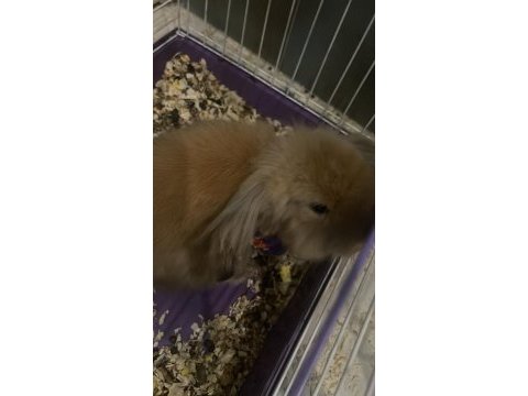 Hollanda lop tavşanı