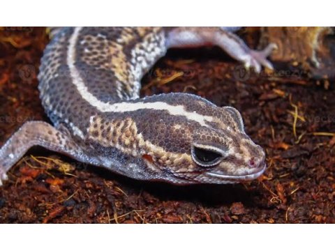 Evraklı faturalı geckolar