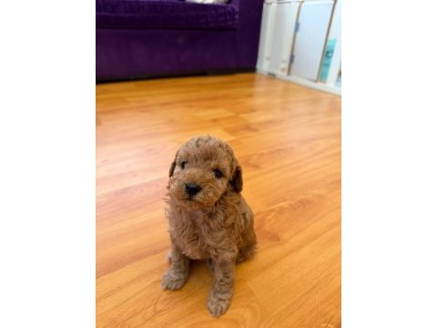 Mini poodle izmir