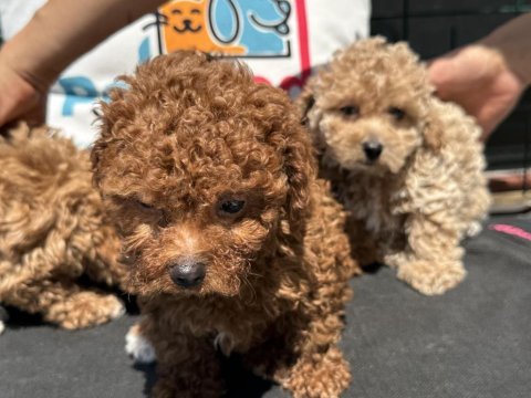 Petmode köpek çiftliğinde ziyarete açık kore maltipoo