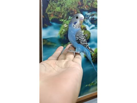 Yavru muhabbet kuşu