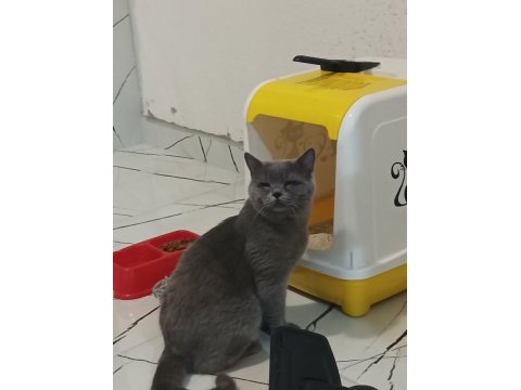Acil sahiplendirilecek 10 aylık british shorthair