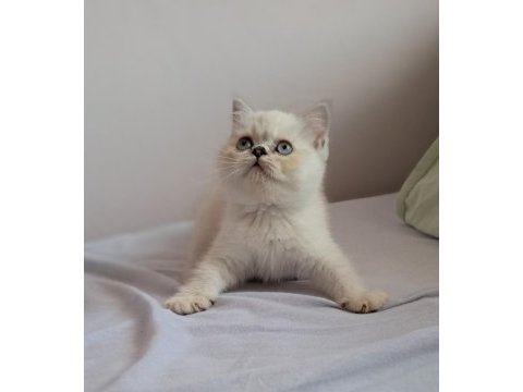 British shorthair point erkek