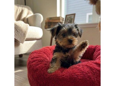 Teacup ev ortamından yorkshire terrier yavrular