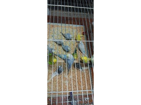 Yeni yeme inmiş bebek alıştırmalık konuşturmalık kuşlar