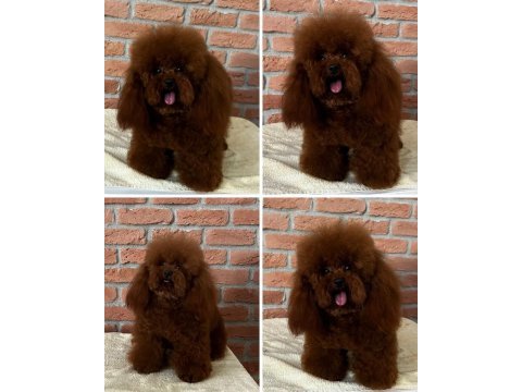 Kore teacup poodle bebeklerimiz