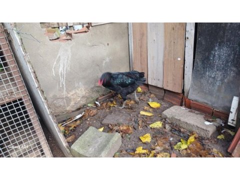 Kuyruksuz yeşilci horozlar