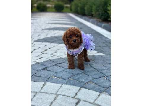 Sağlık ve ırk garantili toy poodle