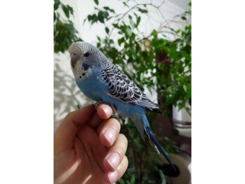 Damızlık muhabbet kuşu