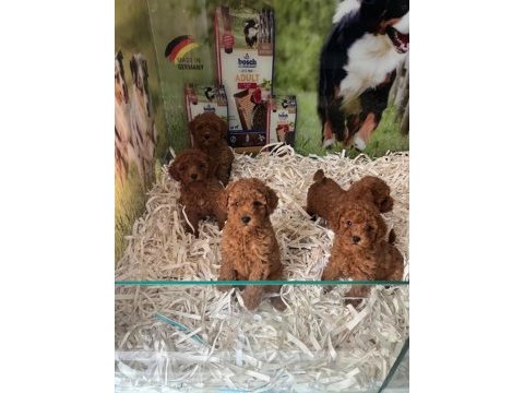 Mikrochipli red brown orjinal kore kan poodle yavrular