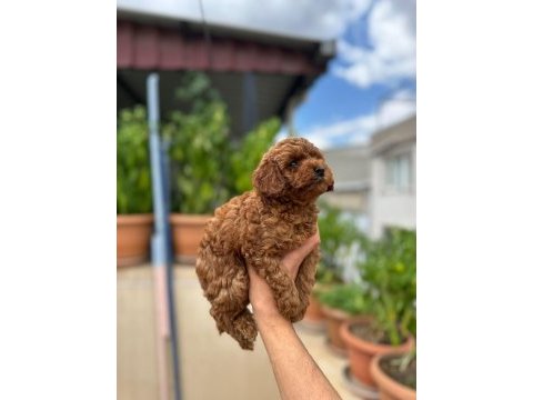 Orjinal red brown toy poodle