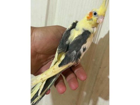 40 günlük full evcil pied renk bebek sultan