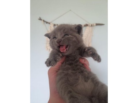 2 aylık dişi british shorthair yavrumuzu yuva arıyoruz