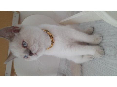 3,5 aylık erkek british shorthair