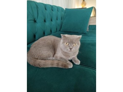 Dişi scottish fold kedisi