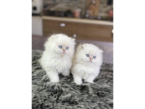 Boma güzellikte 20 adet yavru british longhair