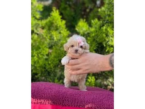 Anne altından sevimli maltipoo yavrular