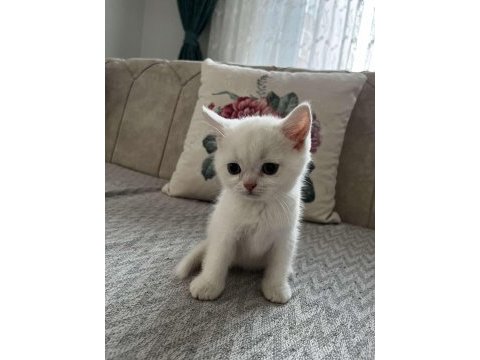 Safkan british longhair ve shorthair yavrular