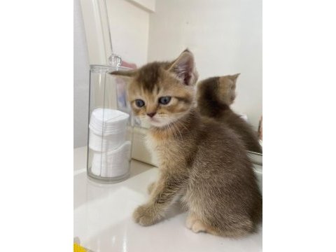 Boncuk british shorthair kardeşler