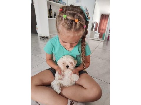 Maltese terrier yavrularımız canlı görerek alabilirsiniz