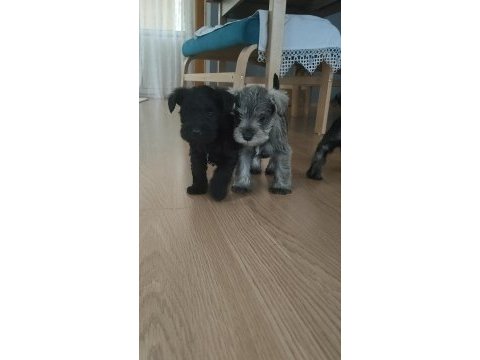 Muhteşem schnauzer bebekler