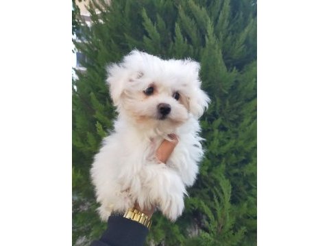 Sıfır numara maltese yavrularımız