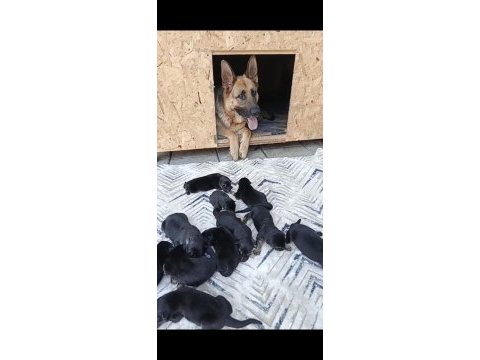 Safkan k9 yavrular yeni sahiplerini bekliyor