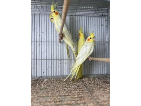 Lutino sultan papağanı yavrularım hazır