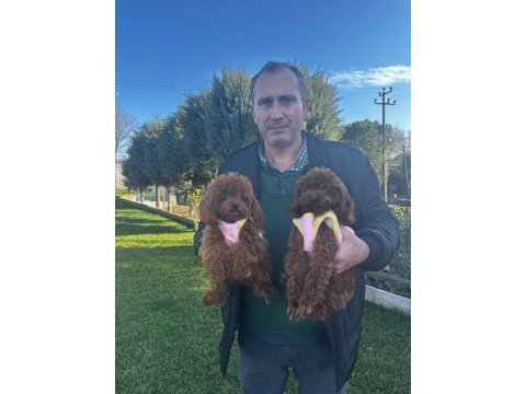Safkan korea ve çin poodle