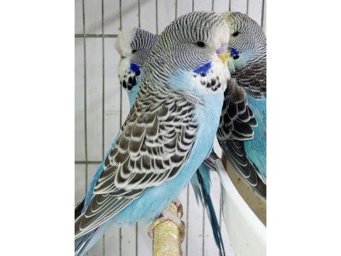 Jumbo muhabbet kuşu 2 aylık maviş gri beyaz