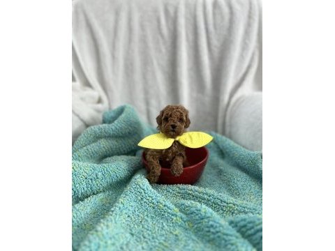 Ev ortamından kore poodle bebekleri