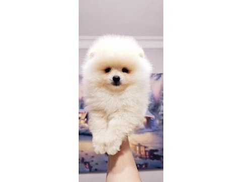 Ayı surat pomeranian yavrularımız