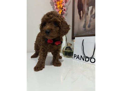 Poodle yavrum