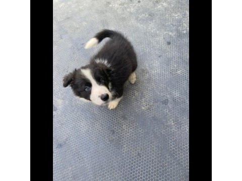 Yavru border collie