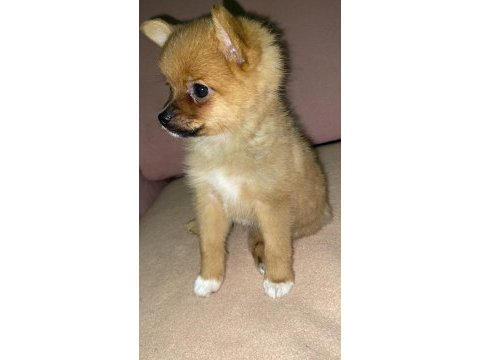 Pomeranian bebek