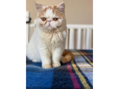 Babası şampiyon exotic shorthair yavrunuza ev arıyoruz