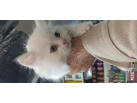50 günlük british longhair bebeler