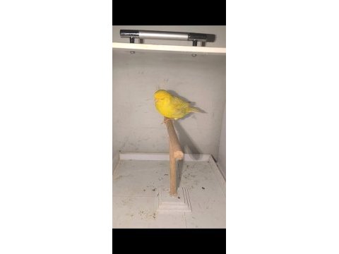 Gloster dişi erkek vasıflı kuşlar