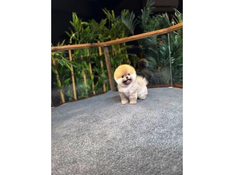 Safkan kore pomeranian boo yavrularımız