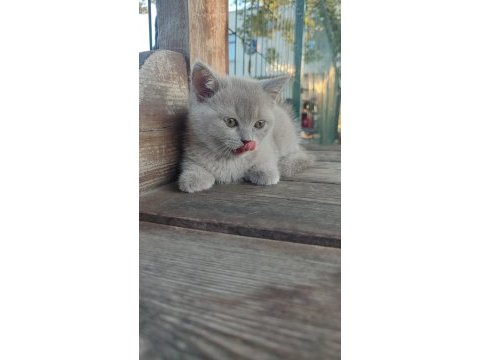 British shorthair yavrular