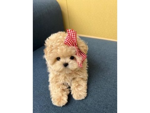 Toy poodle yavrularım