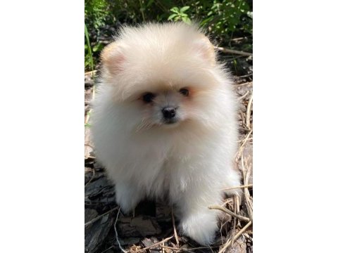 Show kalite tea cup pomeranian yavrularımız