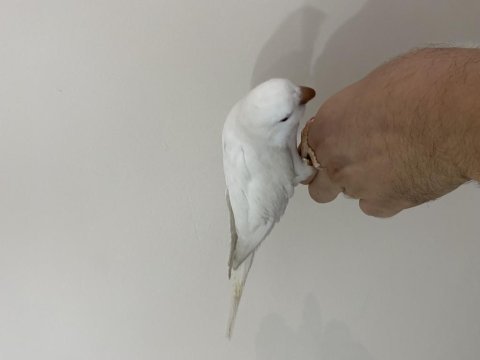 5 aylık kırmızı gözlü full evcil monk papağanı