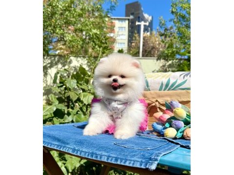 Pomeranian boo teddy bear ayı surat yavrularımız